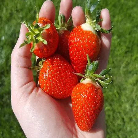 Hof Schmoerholm Dein Familienurlaub Auf Dem Bauernhof דירה *