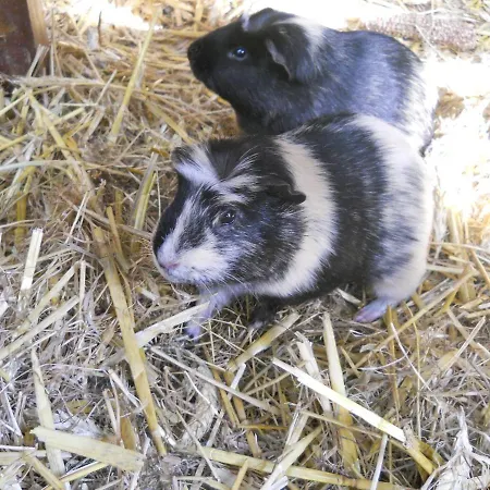 Hof Schmoerholm Dein Familienurlaub Auf Dem Bauernhof