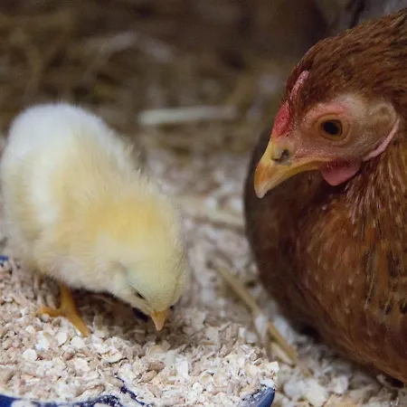 Hof Schmoerholm Dein Familienurlaub Auf Dem Bauernhof